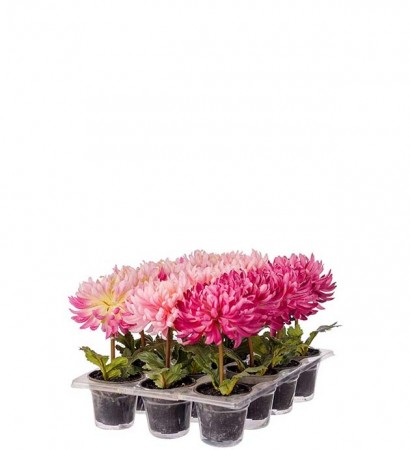 Krysantemum mix 