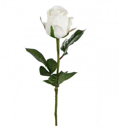 Langstilket hvit rose 50 cm