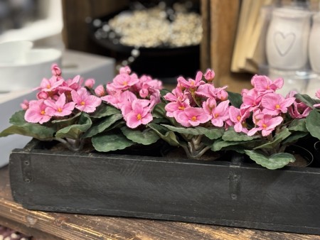 St paulia rosa